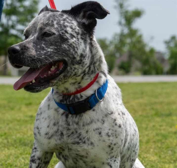 Photo of BEEFY
