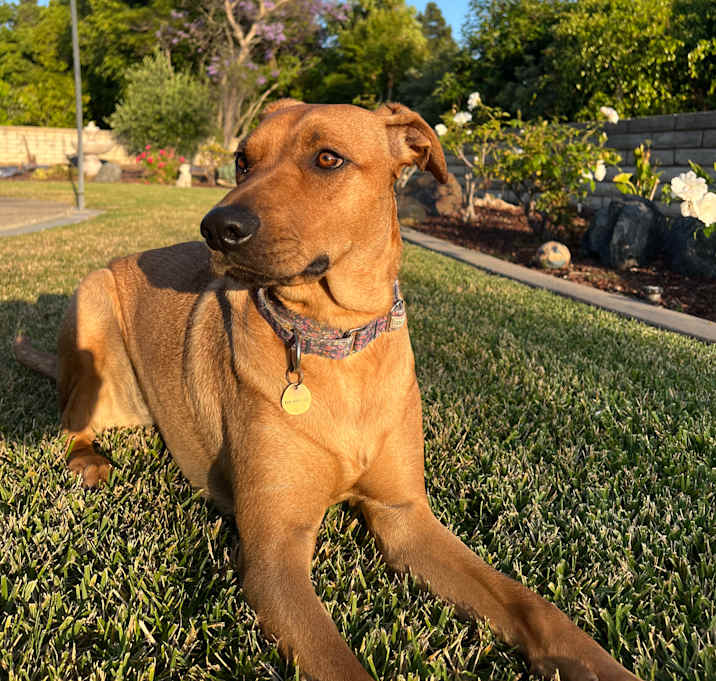 Photo of Sage
