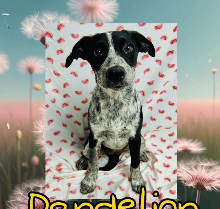 Photo of Dandelion