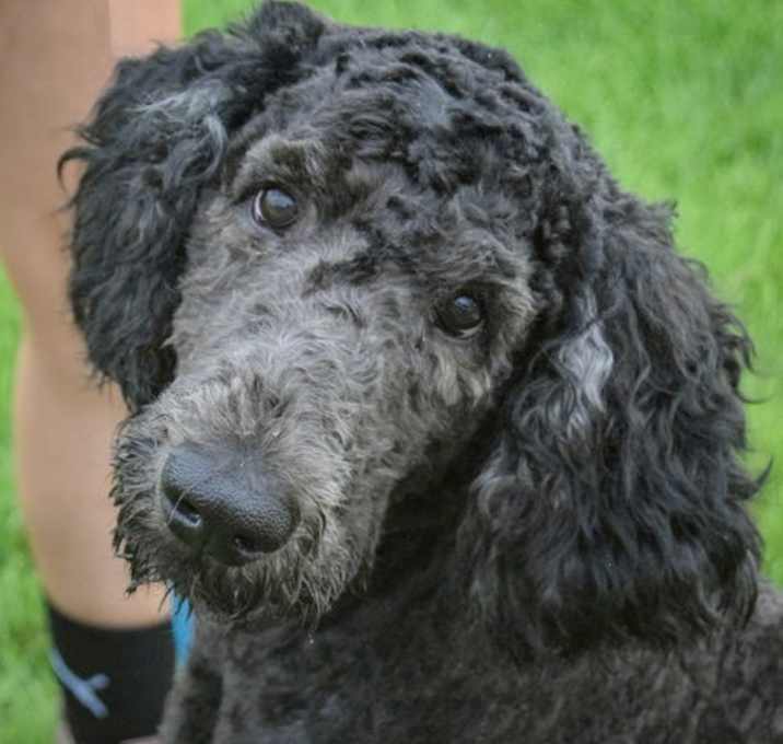 Photo of Homer