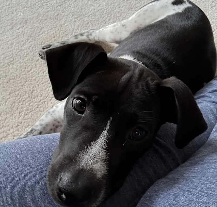 Photo of Milo