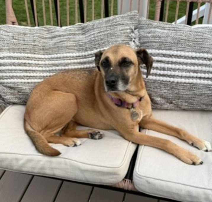 Photo of Layla
