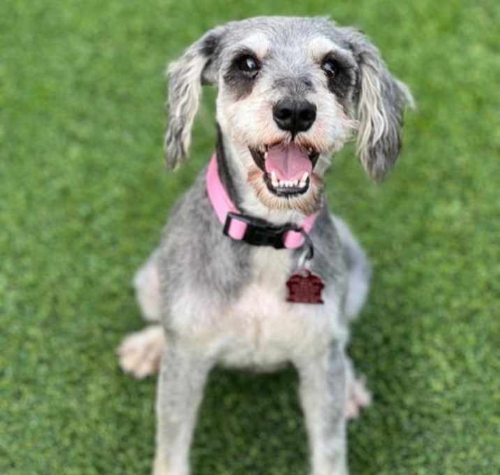 Photo of Nova