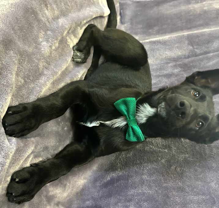 Photo of Wilbur