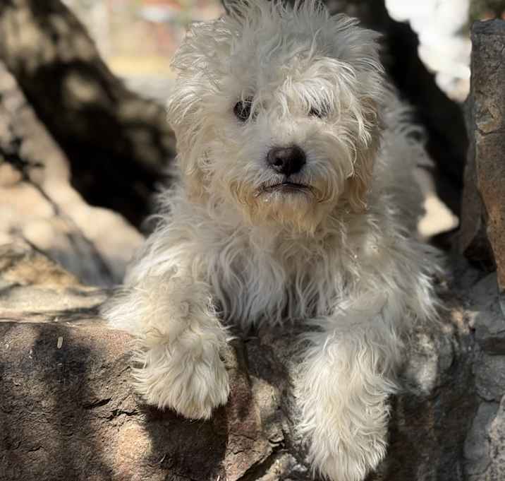Photo of Brother bear