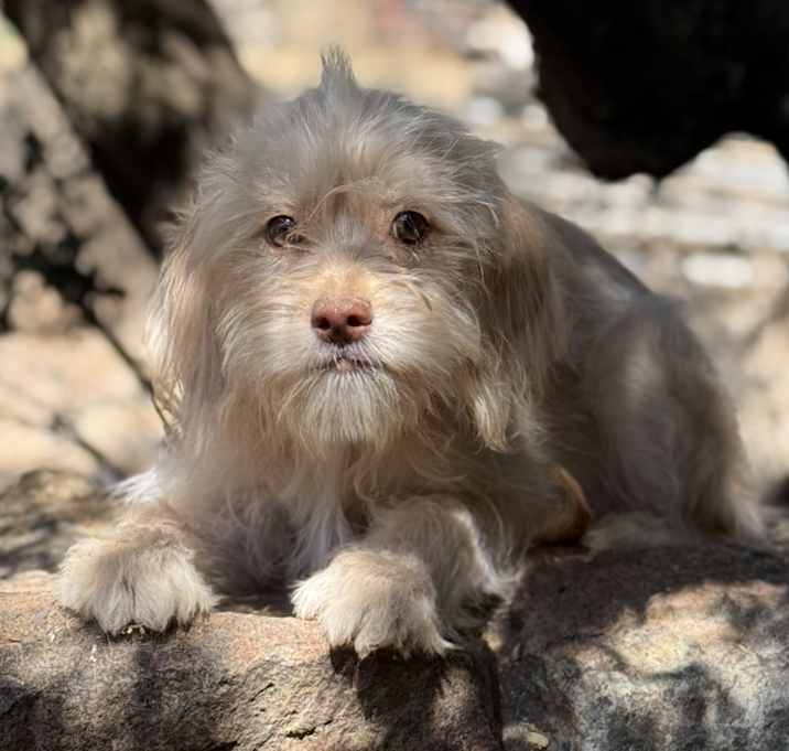 Photo of Scruffy