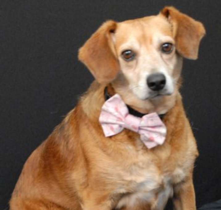 Photo of Daisy