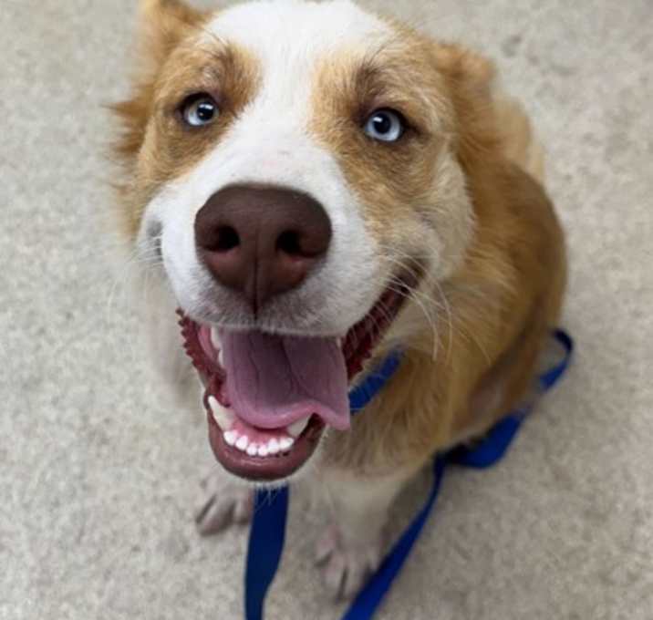 Photo of Blaze