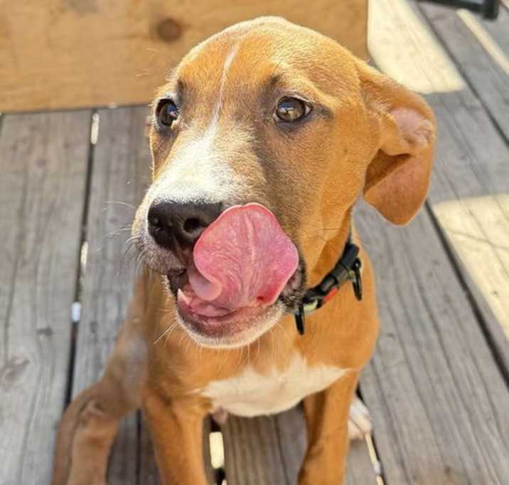 Photo of Indy
