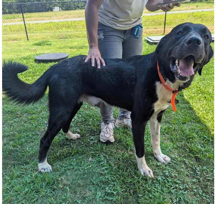 Photo of BEAUX ★ Available NOW - ADOPTION or RESCUE!