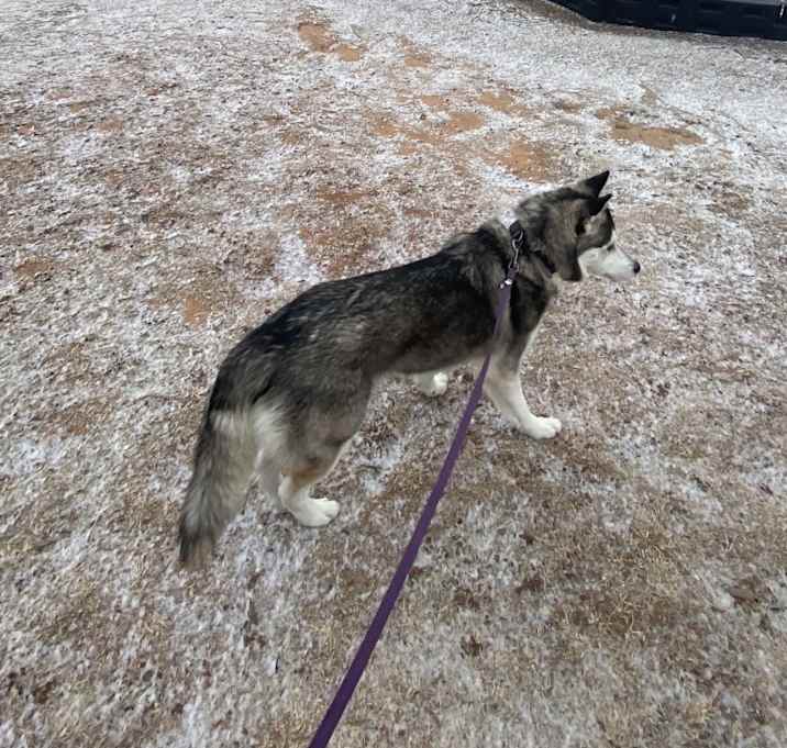 Photo of Sierra