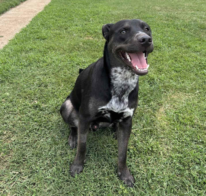 Photo of Shadow