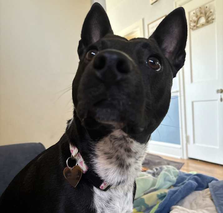 Photo of Penny