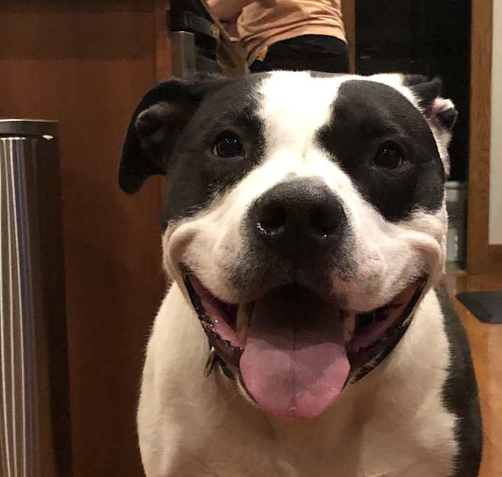 Photo of Rocco