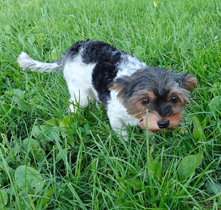 Photo of Taffy