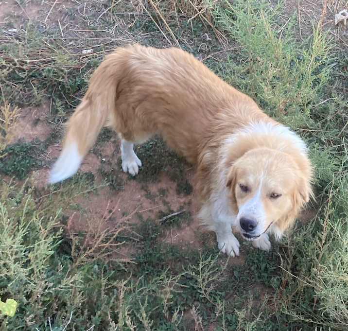 Photo of Biscuit
