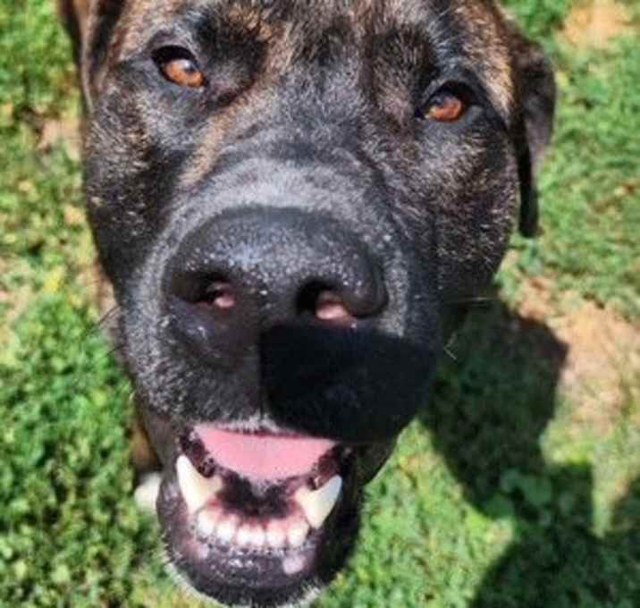 Photo of Ripley
