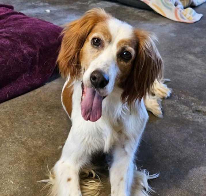 Photo of DAHLIA