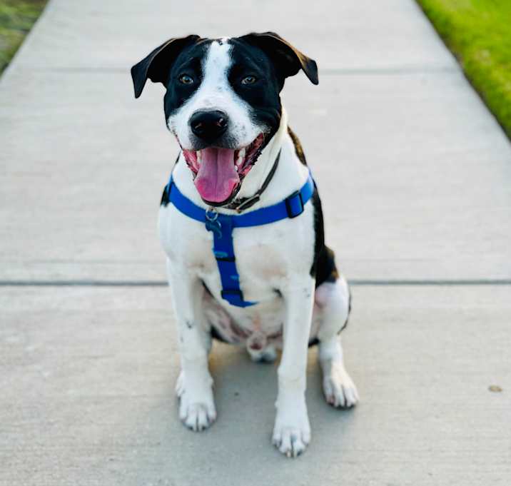 Photo of Bacho