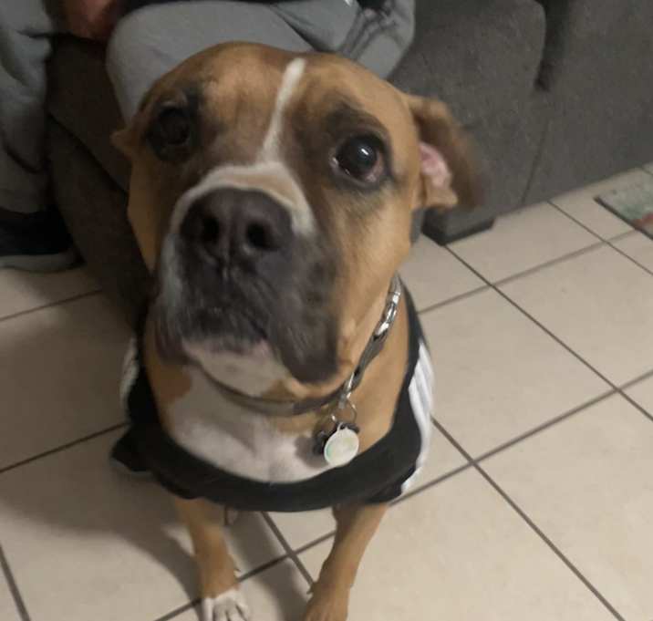 Photo of Rufus