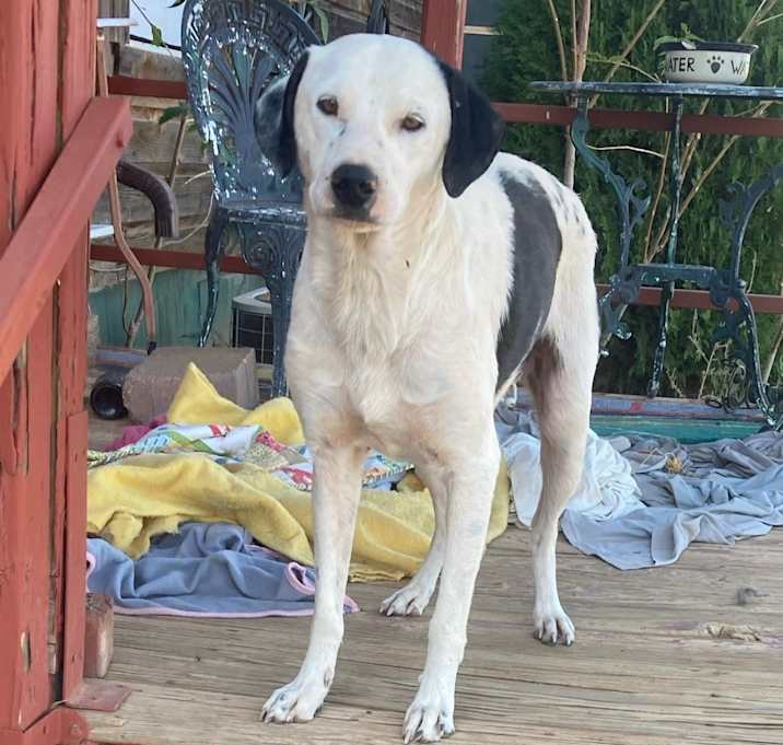 Photo of Snoopy