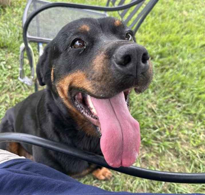 Photo of PIPER