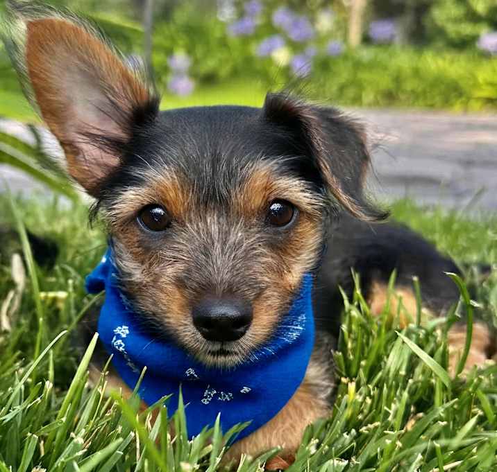 Photo of Simon