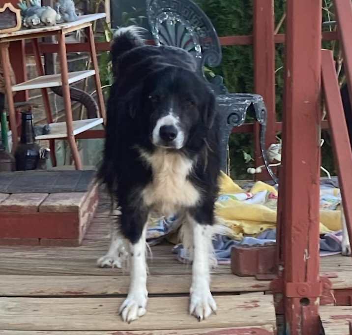 Photo of Shotsy