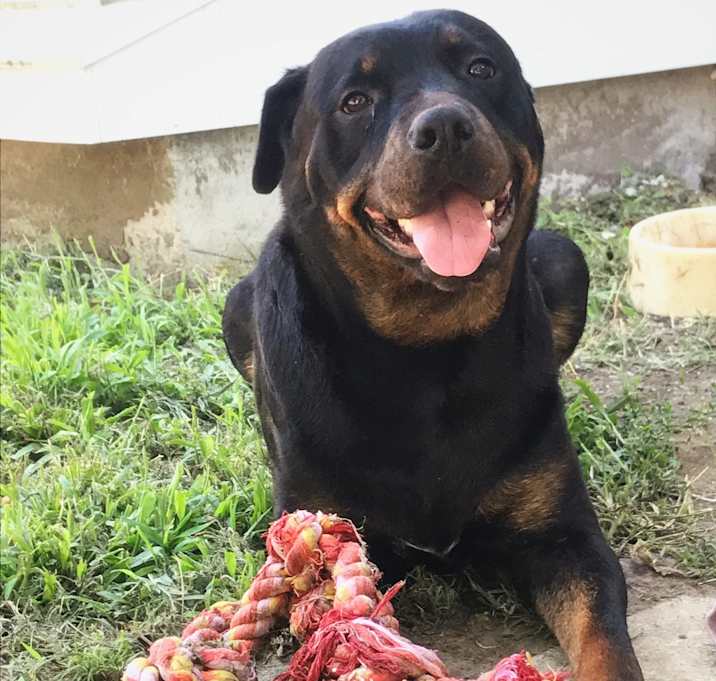 Photo of Pepper