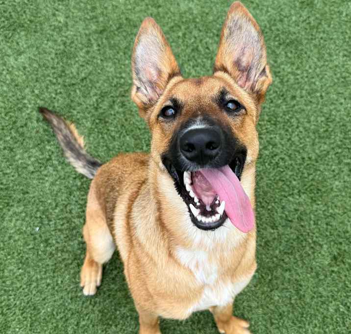 Photo of Gypsy