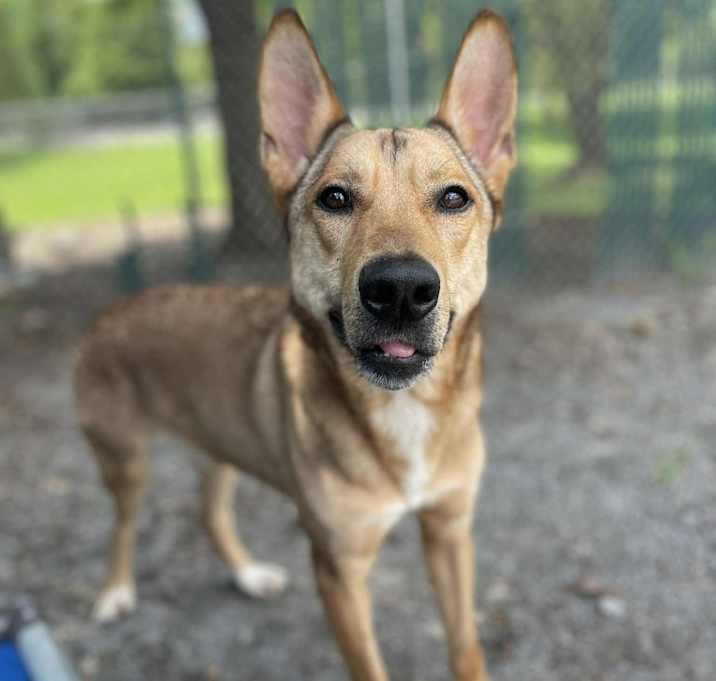 Photo of Scoob