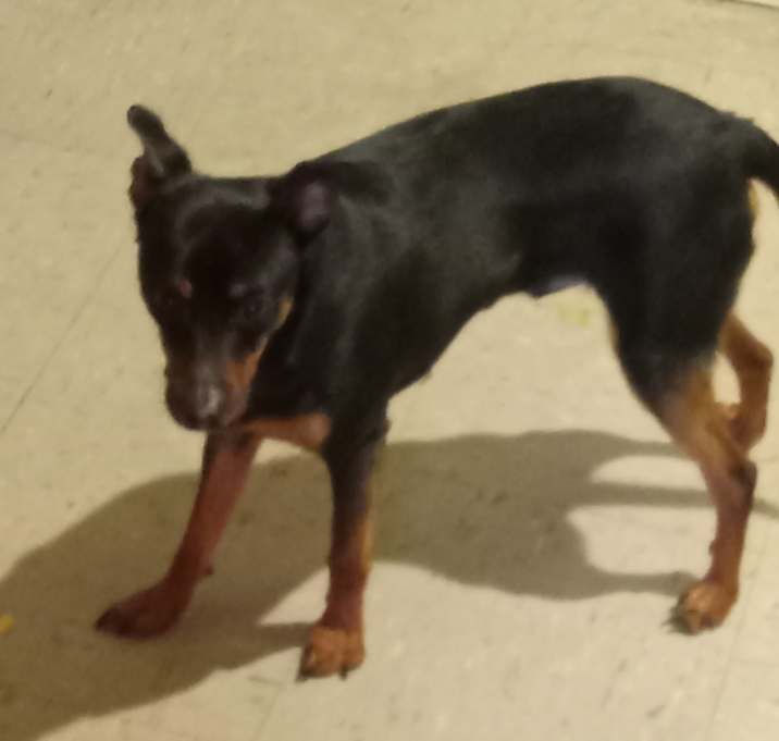 Photo of Bruno