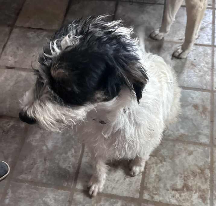 Photo of Gizmo