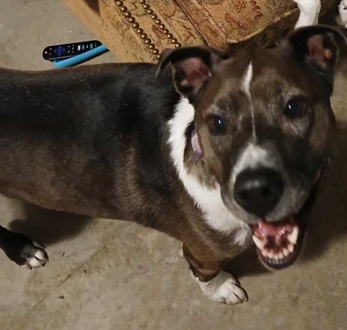 Photo of Luna