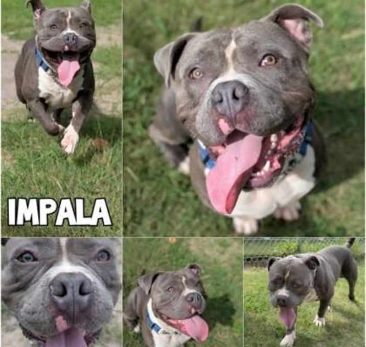 Photo of Impala