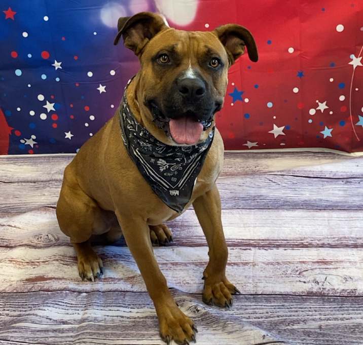Photo of Brutus