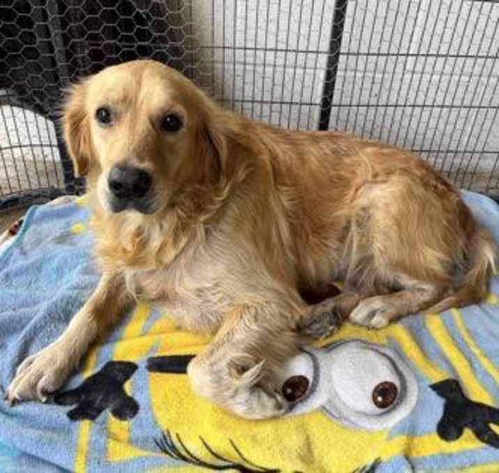 Photo of Goldie