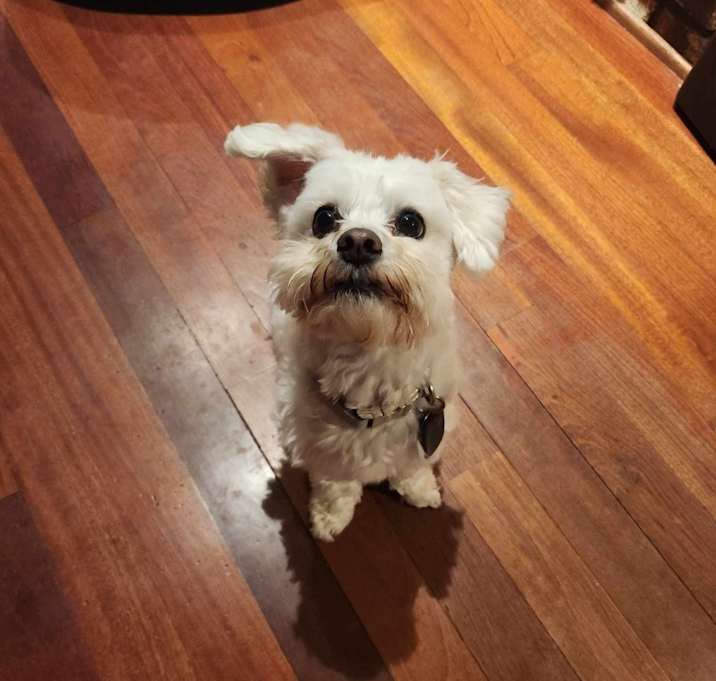 Photo of Nova