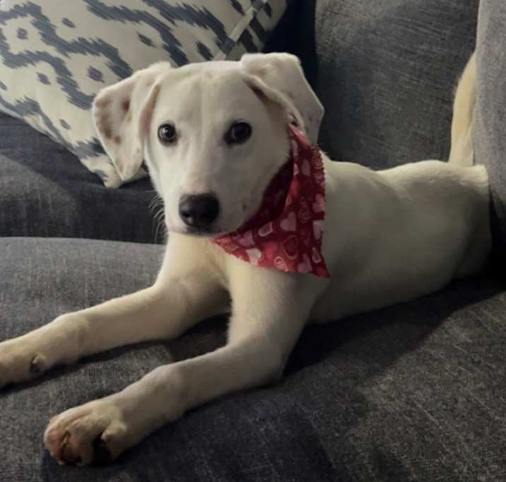 Photo of Daisy