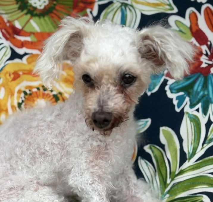 Photo of Tinker Bell