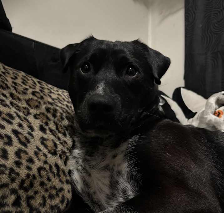 Photo of Charlie