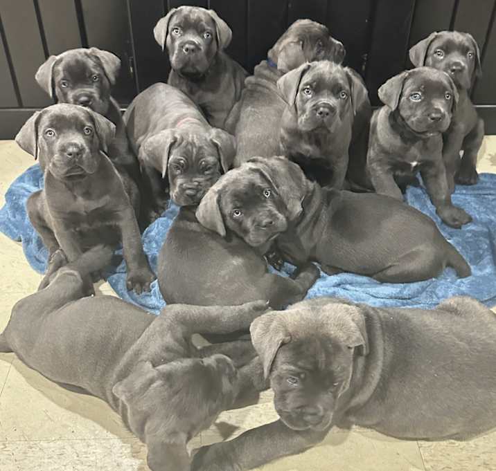 Photo of Puppies