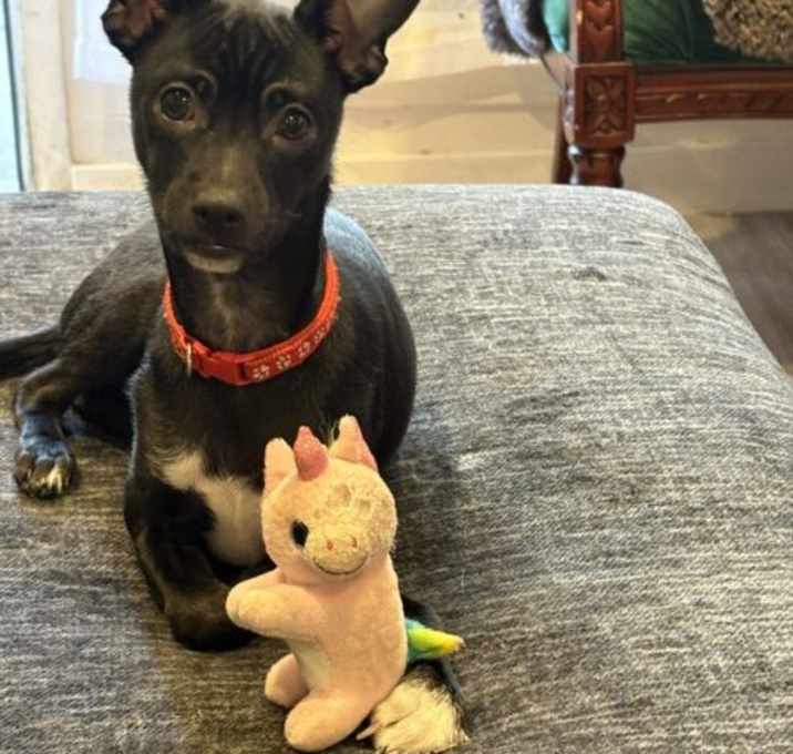 Photo of Bear