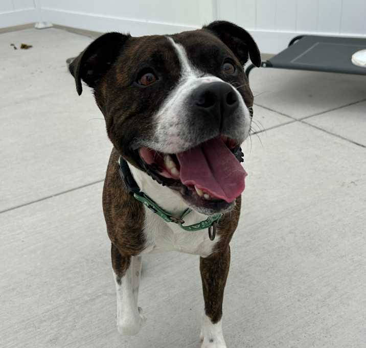 Photo of Boe