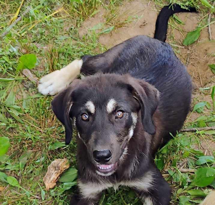 Photo of Josie