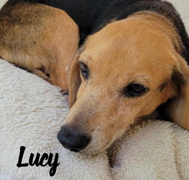Photo of Lucy the Beagle