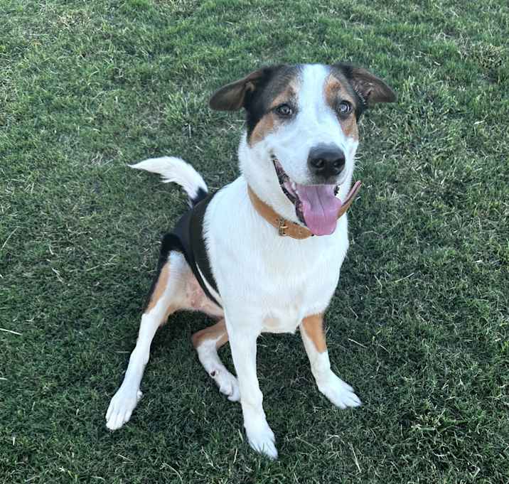 Photo of Ripley