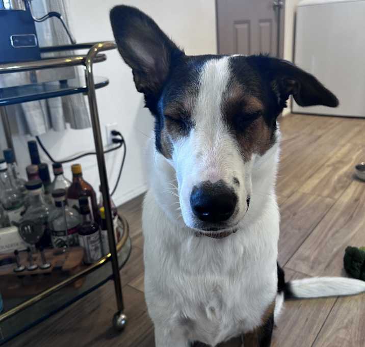 Photo of Ripley
