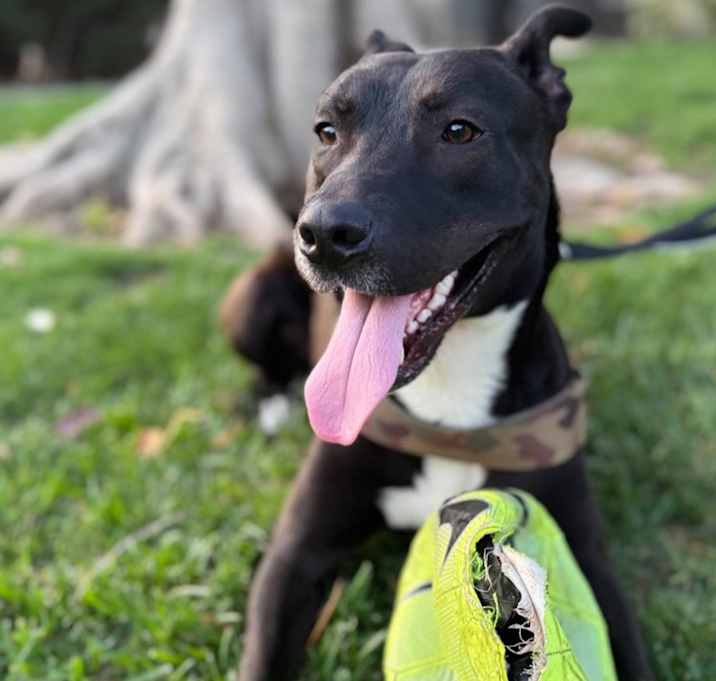 Photo of Nash unique #fetch #tennisball