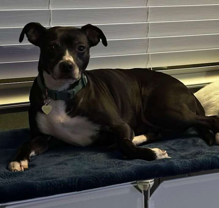 Photo of Dakota